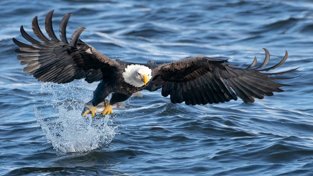Bald Eagle Fishing by John Fan — canvas wall art