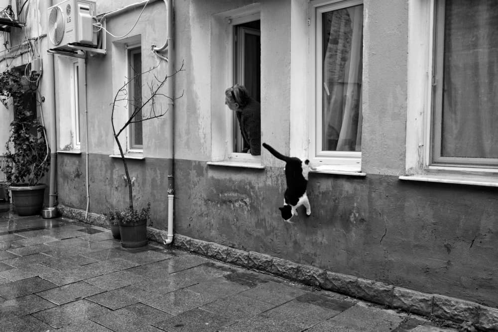 Curious Cat And Woman by Ali Ayer — canvas wall art