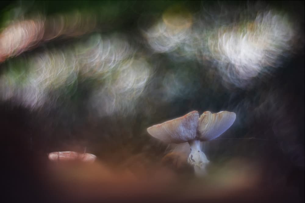 Dreamy Forest Mushroom by Jan van der Linden — canvas wall art