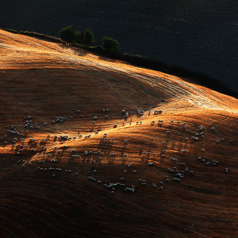 Golden Hills Sheep by Massimo Della Latta — canvas wall art