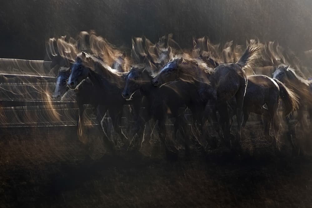 Wild Horses Galloping by Milan Malovrh — canvas wall art