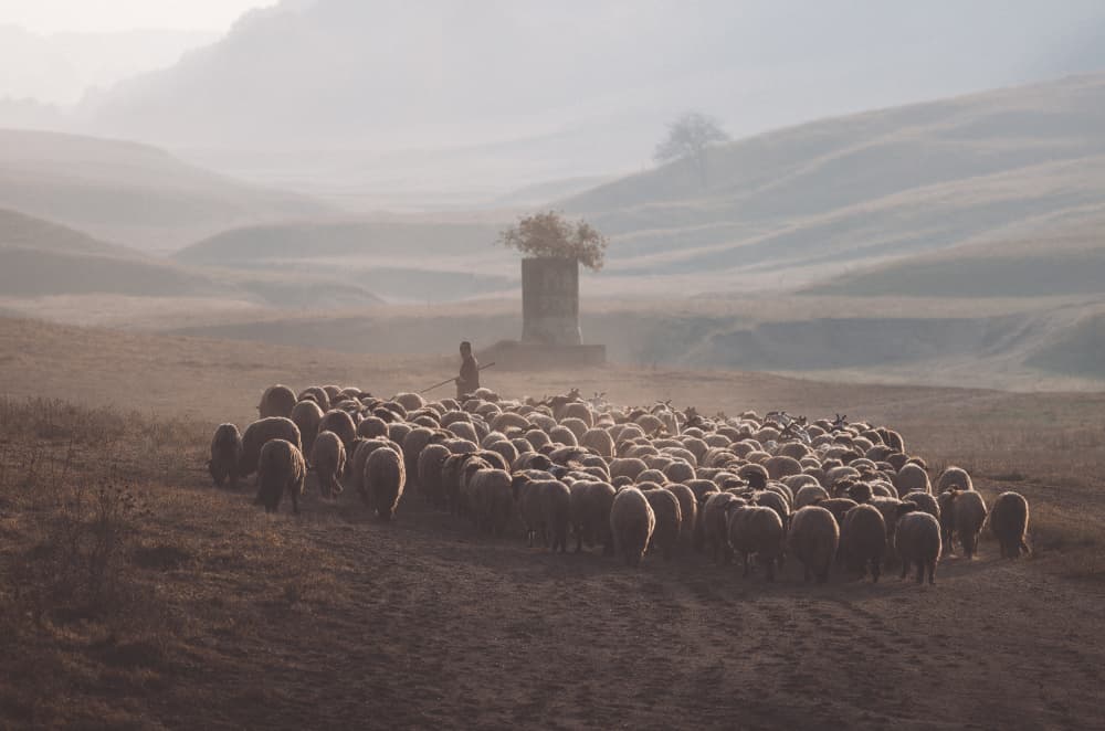 Shepherd And Misty Sheep by Sebastian Prioteasa — canvas wall art