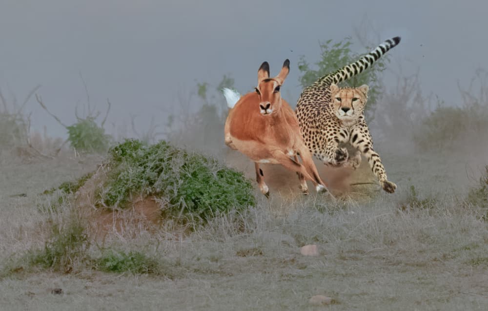 Cheetah Hunts Impala by Sheila Xu — canvas wall art