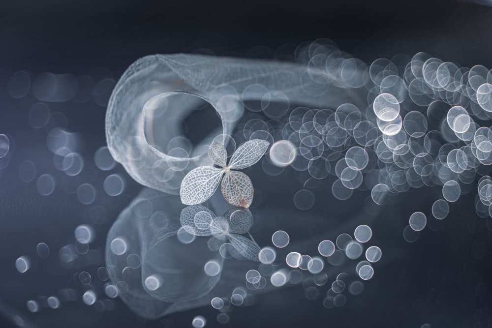 Ethereal Skeleton Leaf by Igor Kopcev — canvas wall art
