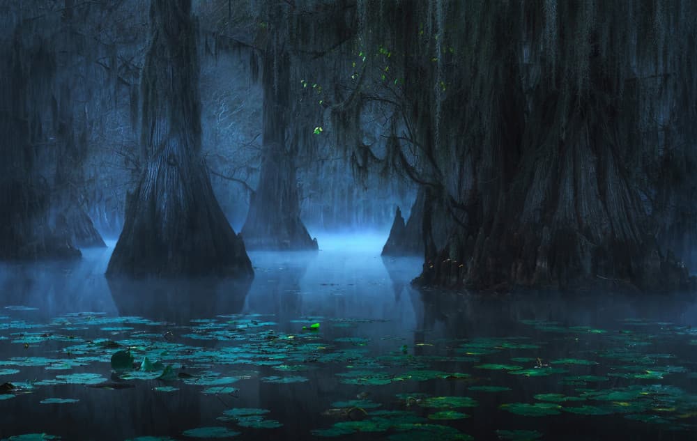 Misty Cypress Swamp by Ruiqing P. — canvas wall art