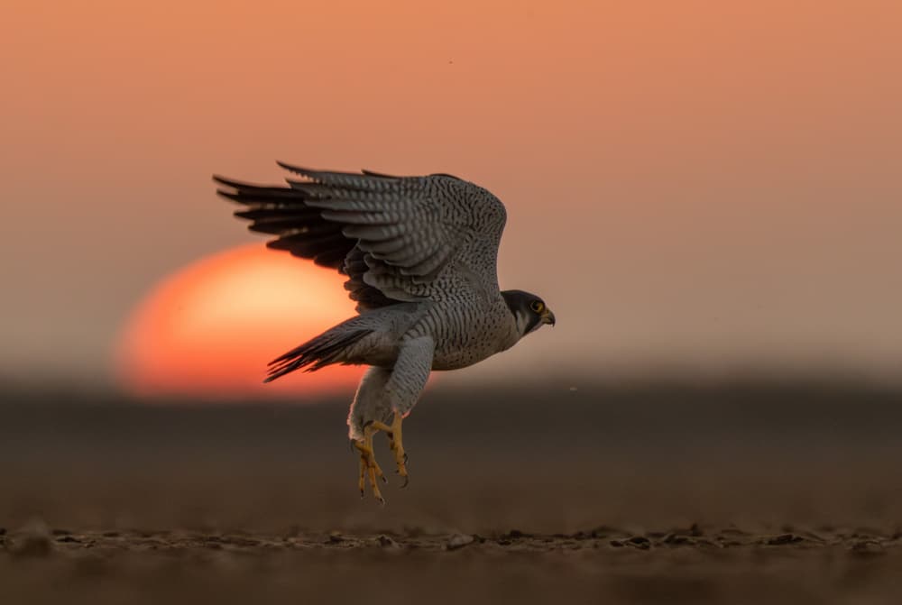 Falcon Sunset Flight by Manish Nagpal — canvas wall art