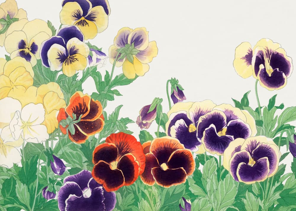 Vintage Pansy Flower No.2 by Tanigami Konan — canvas wall art