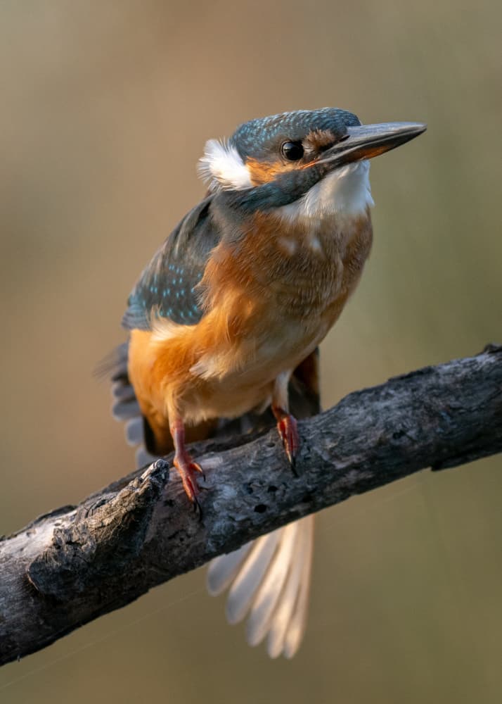 Watchful Kingfisher Perch by Walter Caterina — canvas wall art