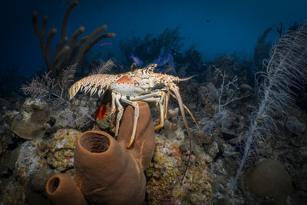 Spiny Lobster On Coral by Jennifer Lu — canvas wall art
