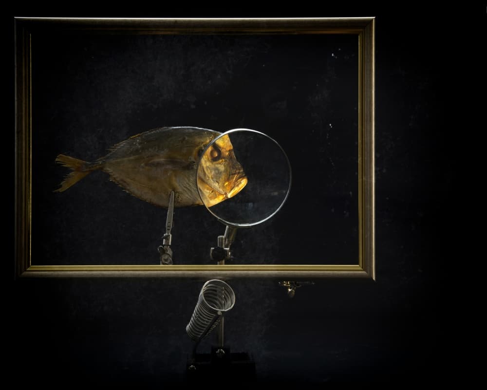 Magnified Fish Study by Brig Barkow — canvas wall art