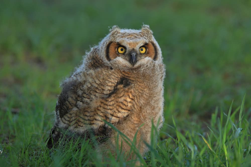 Fluffy Owlet Stare by Gavin Lam — canvas wall art