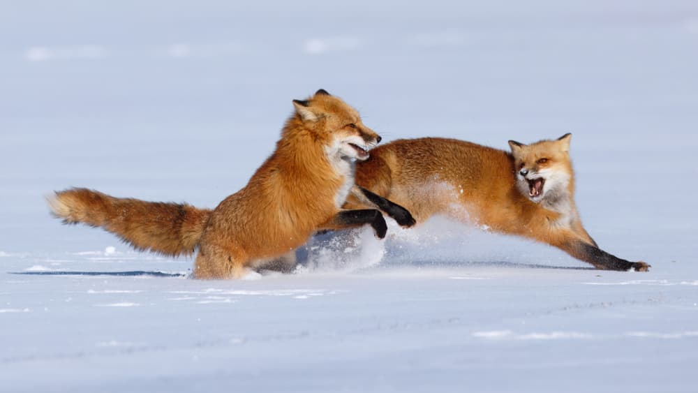 Frolicking Red Foxes by Gavin Lam — canvas wall art