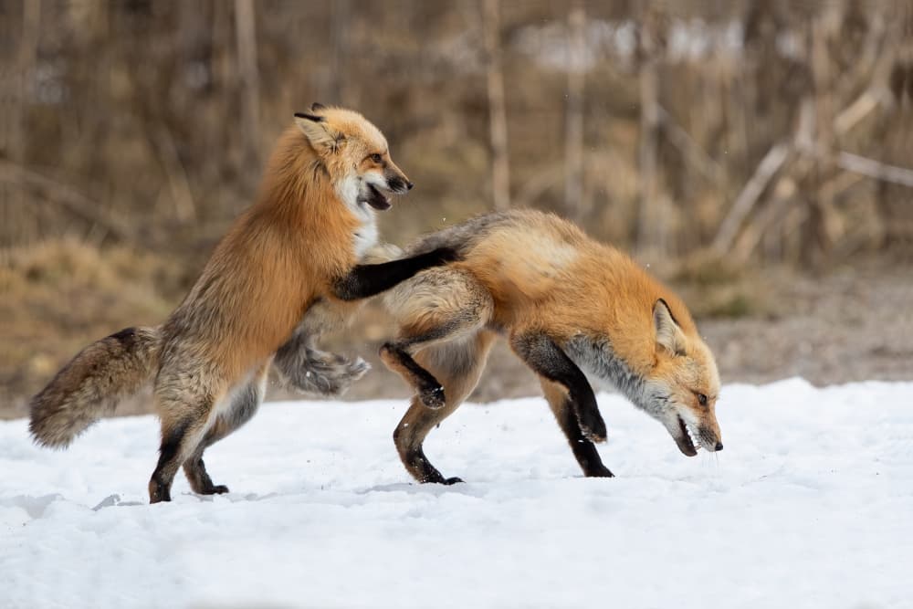 Playful Red Foxes by Bill Lu — canvas wall art