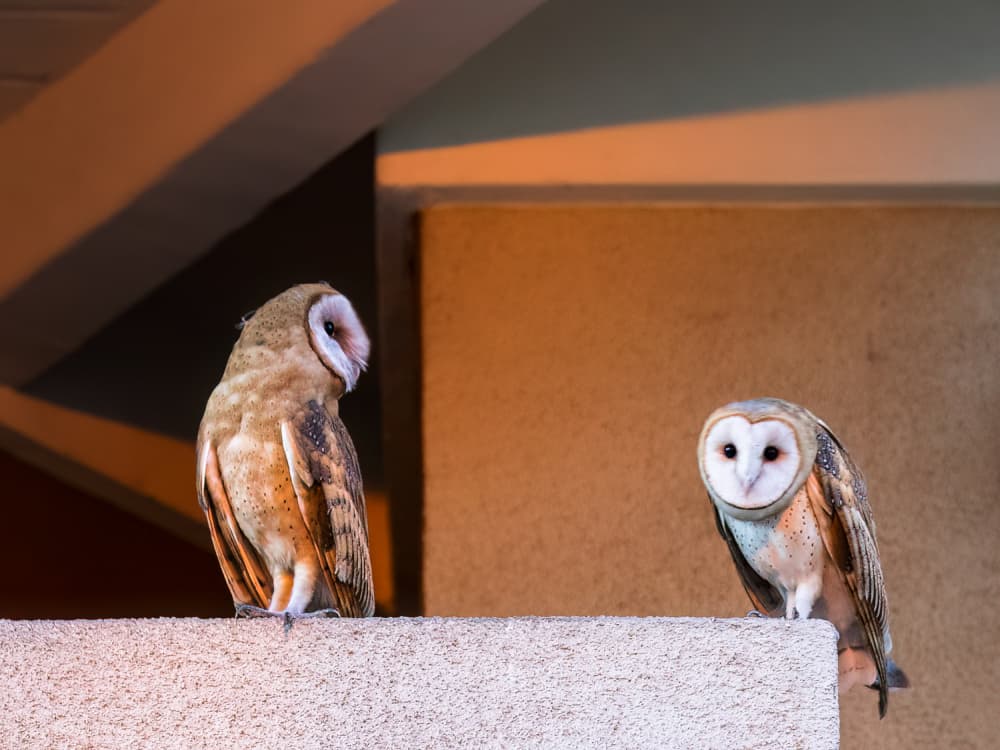 Two Watchful Barn Owls by Taksing (吉星高照) — canvas wall art