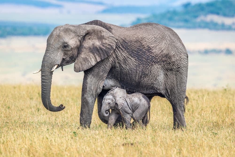 Elephant Mother and Calf by Jeffrey C. Sink — canvas wall art