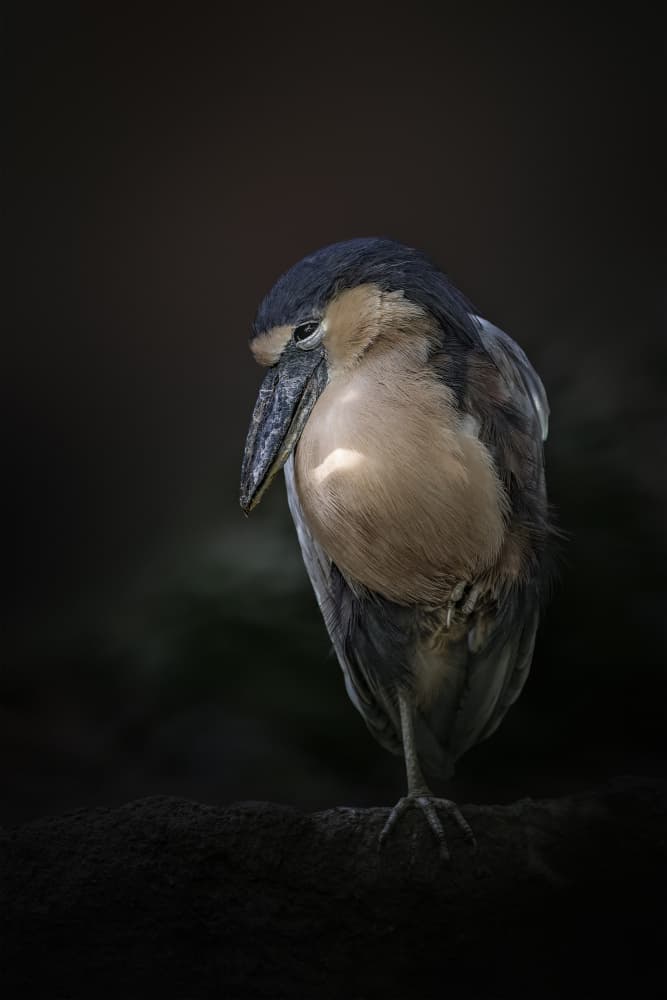 Pensive Heron Portrait by Jealousy — canvas wall art