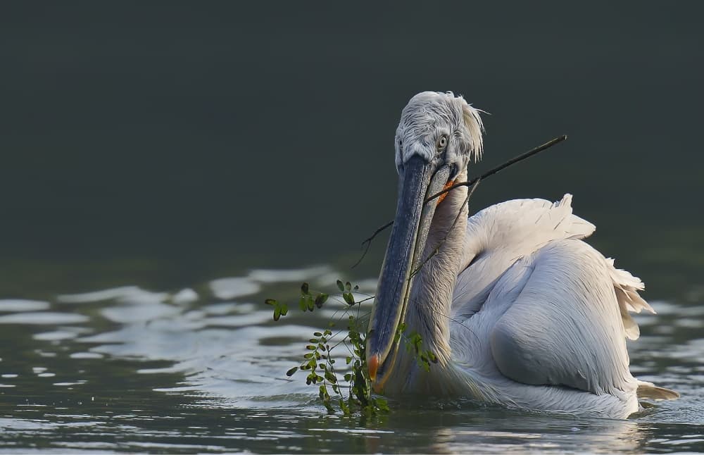 Pelican Gathers Branch by C.S. Tjandra — canvas wall art