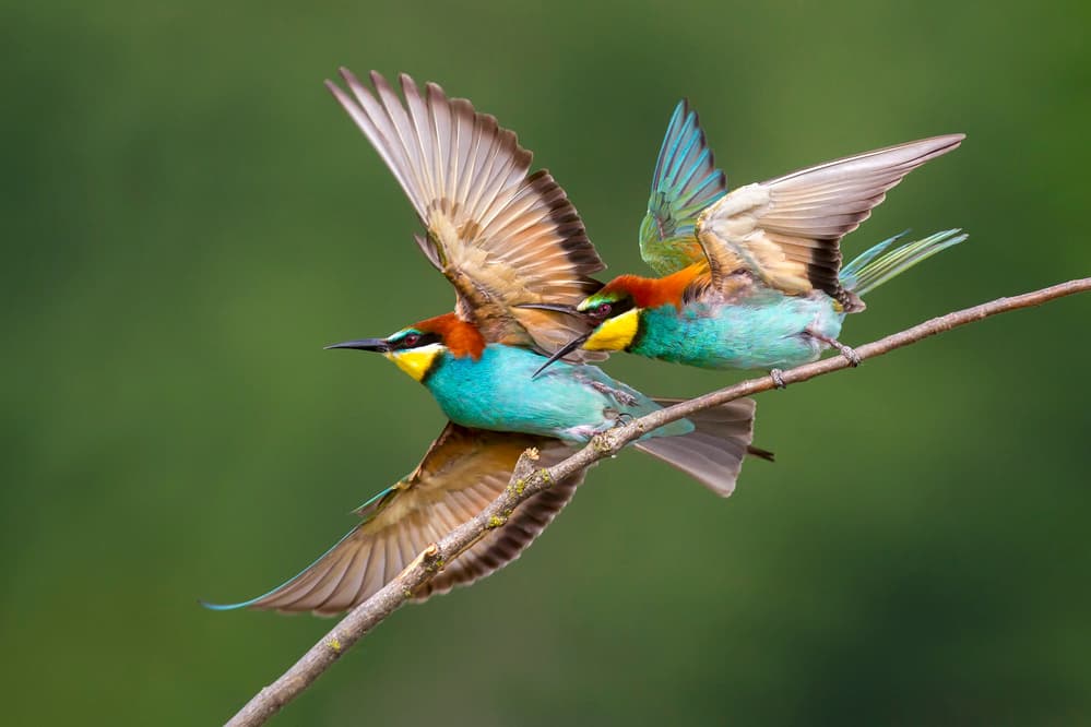 Vibrant Bee-eaters Flying by Marco Redaelli — canvas wall art