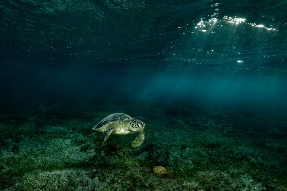 Sunlit Sea Turtle by Serge Melesan — canvas wall art