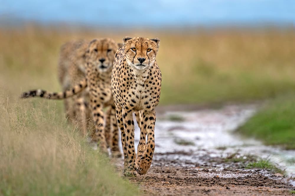 Cheetahs On Safari Path by Xavier Ortega — canvas wall art