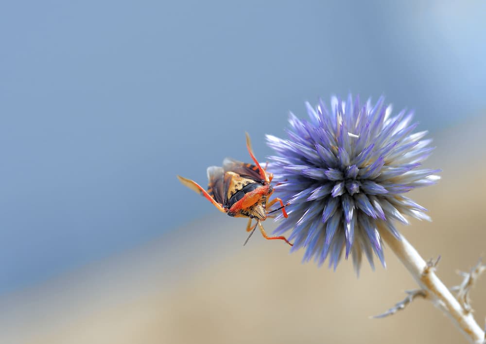 Bug on Purple Thistle by Thierry Dufour — canvas wall art
