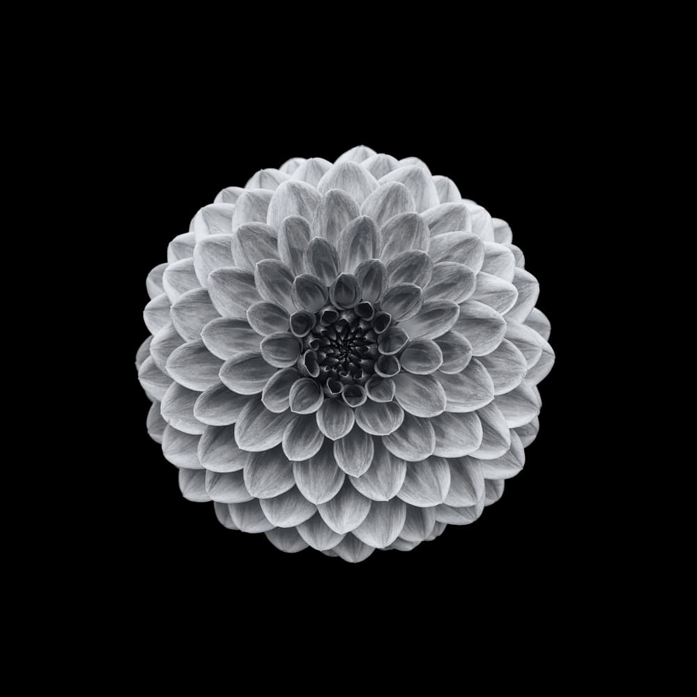 Monochrome Dahlia Bloom by Lotte Grønkjær — canvas wall art