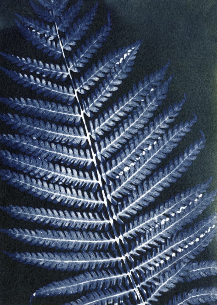 Delicate Blue Fern by Chickweeds Studio — canvas wall art