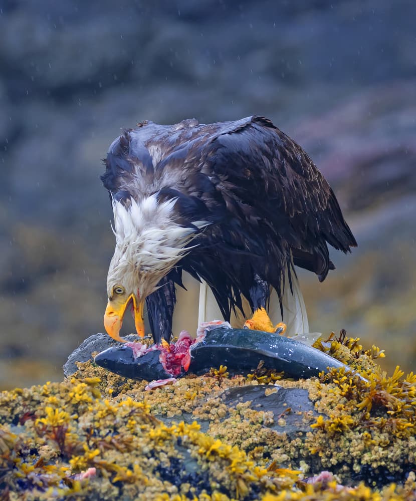 Sea Eagle's Rainy Feast by Shlomo Waldmann — canvas wall art