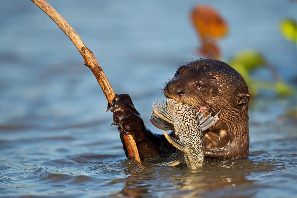 Giant Otter Catches Fish by Marco Pozzi — canvas wall art