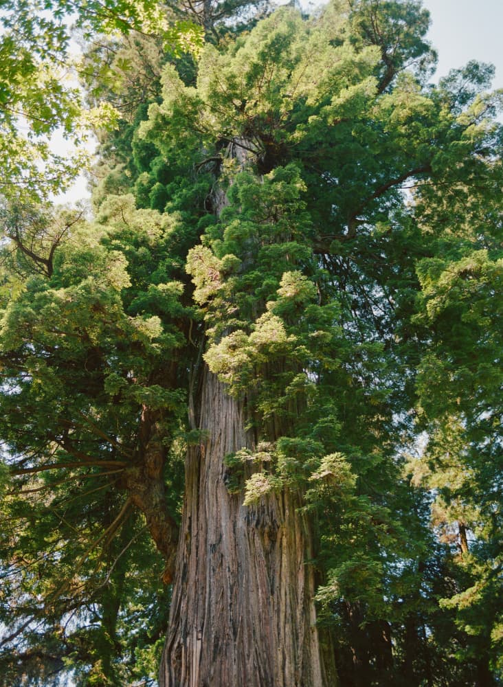 California Redwood Forest by Bethany Young — canvas wall art