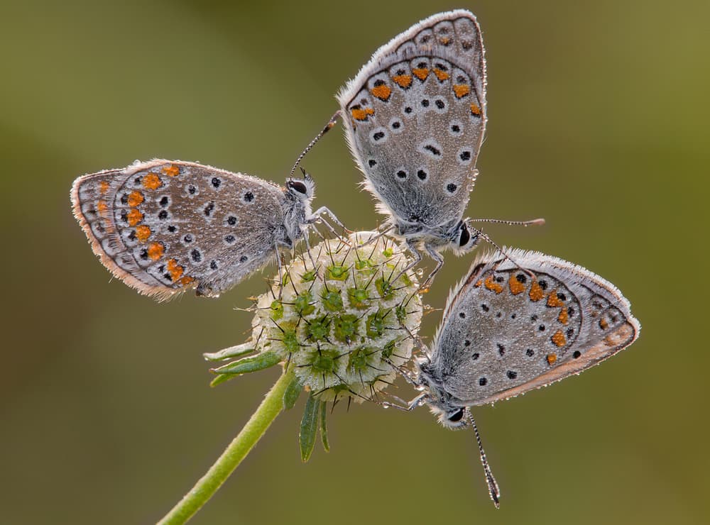 Delicate Morning Butterflies by Michel Manzoni — canvas wall art