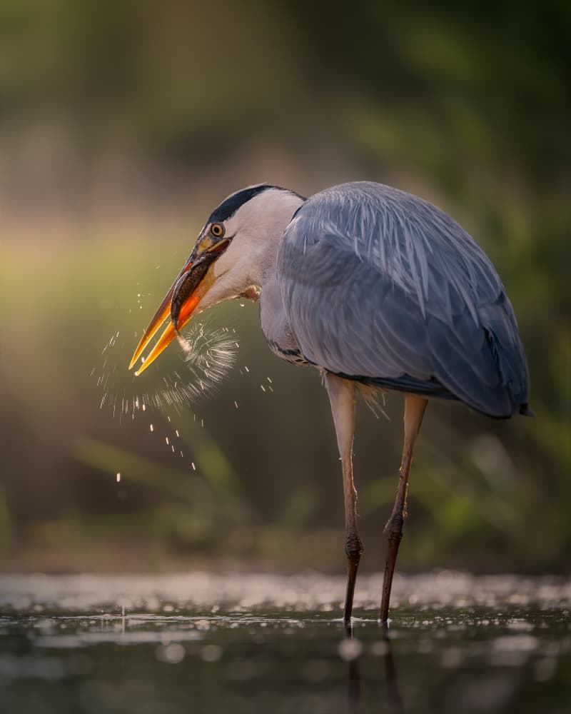 Heron Fishing Splash by Siyu_Wei APA — canvas wall art