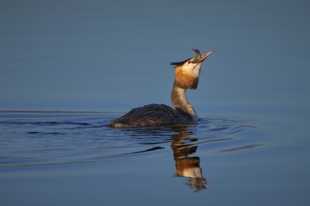 Great Crested Grebe Fishing by Ricardo Gayan — canvas wall art