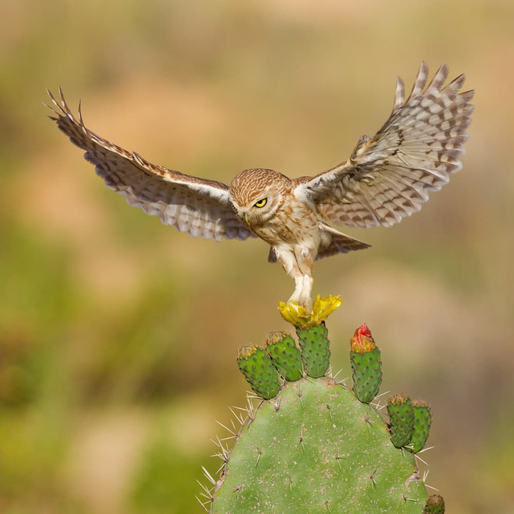 Owl Landing on Cactus by David Manusevich — canvas wall art