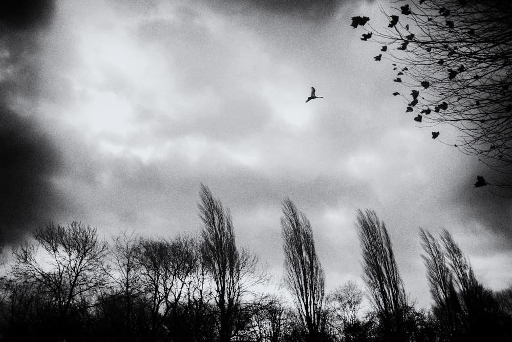 Dramatic Sky Flight by Pawel Majewski — canvas wall art