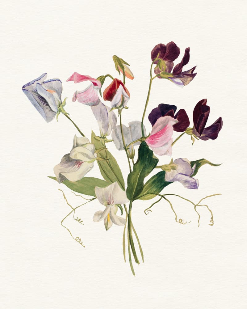 Sweet Pea Bouquet by Wild Violets — canvas wall art