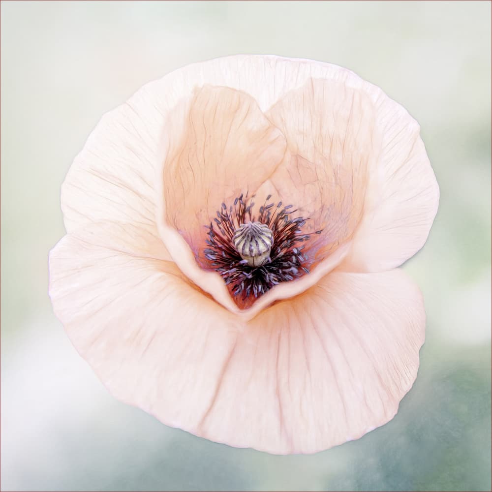 Delicate Peach Poppy by Gilbert Claes — canvas wall art