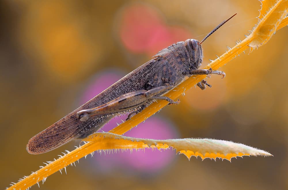 Grasshopper On Yellow Stem by Thierry Dufour — canvas wall art
