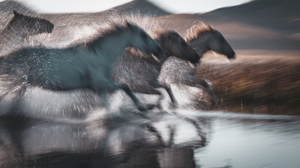 Wild Horses Splashing Water by Bingo Z — canvas wall art