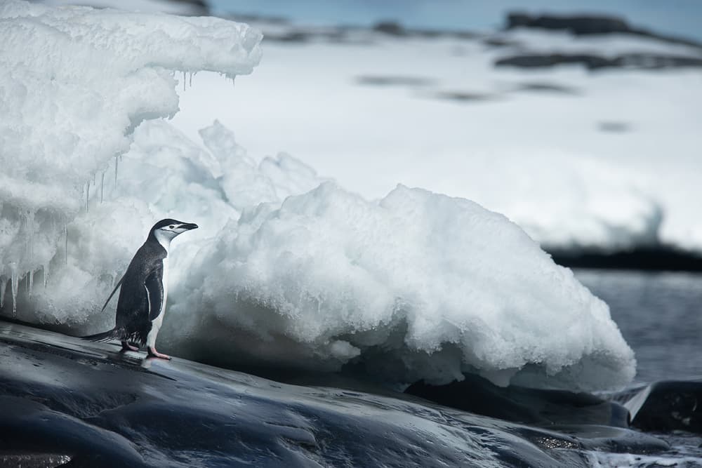 Lone Antarctic Penguin by Joan Gil Raga — canvas wall art