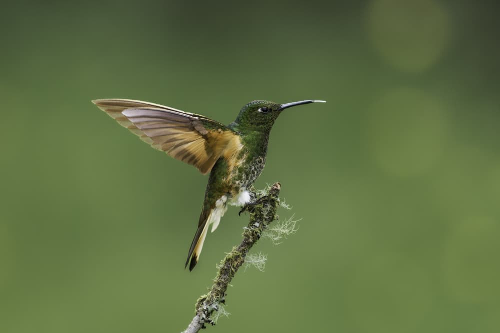 Emerald Hummingbird Perched by Rajat Dhesi — canvas wall art