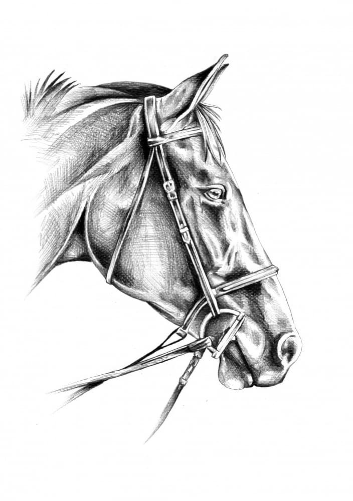 Noble Equine Drawing by Kulik — canvas wall art