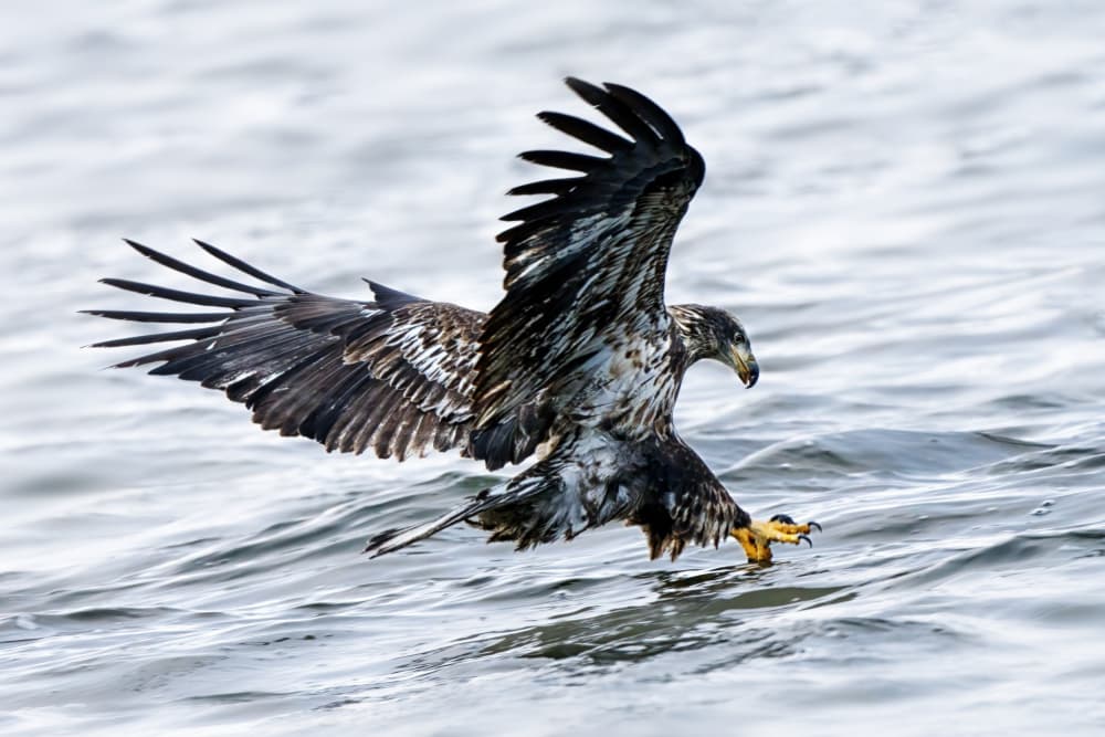 Bald Eagle Fishing by Qing Zhao — canvas wall art