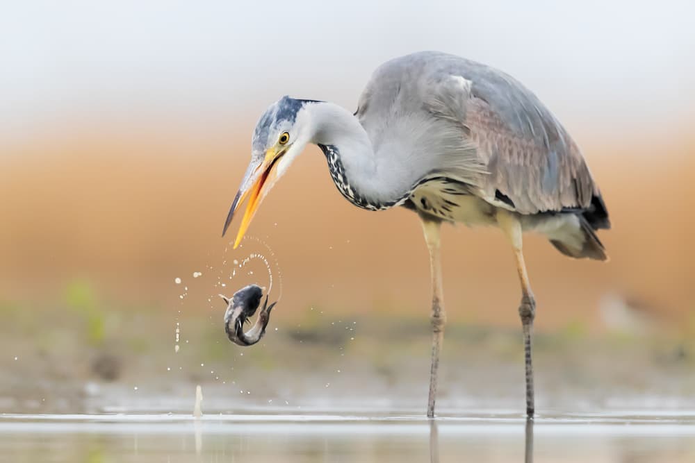 Heron Fishing Splash by Jun Zuo — canvas wall art