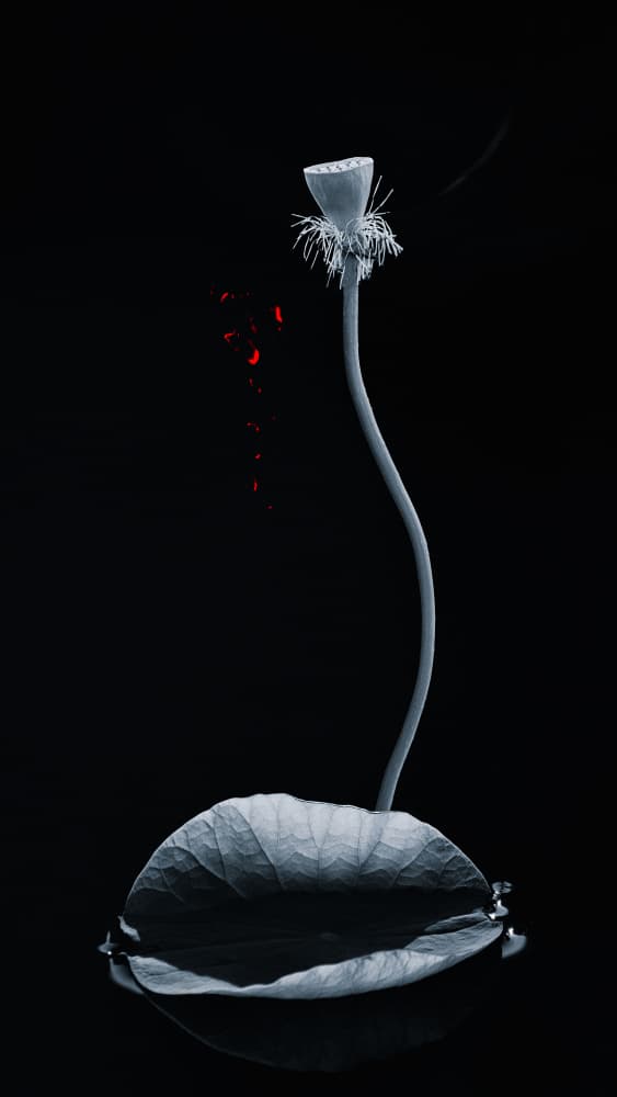 Elegant Lotus Form by Aidong Ning — canvas wall art