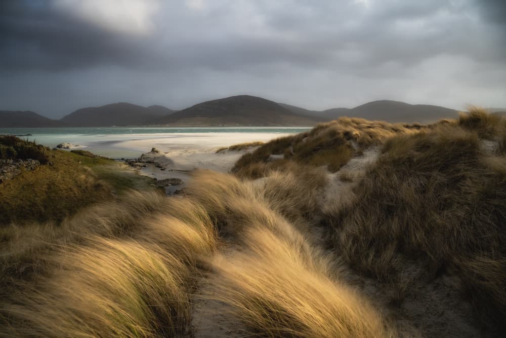 Golden Dune Grass Beach by Ulrike Eisenmann — canvas wall art
