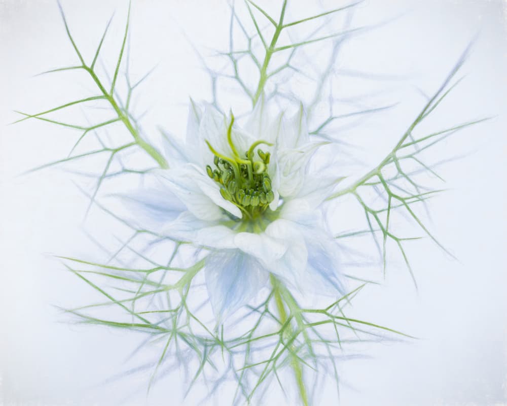 Love In A Mist Bloom by brigitte van krimpen — canvas wall art