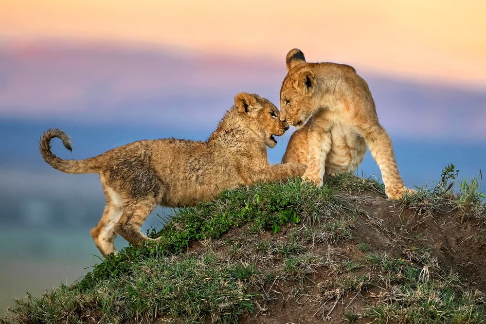 Playful Lion Cubs by Xavier Ortega — canvas wall art