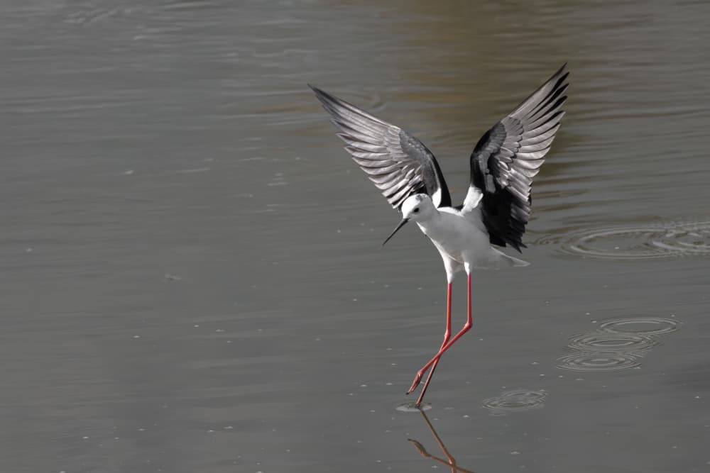 Black-winged Stilt Landing by AYMAN KHRBAWE — canvas wall art
