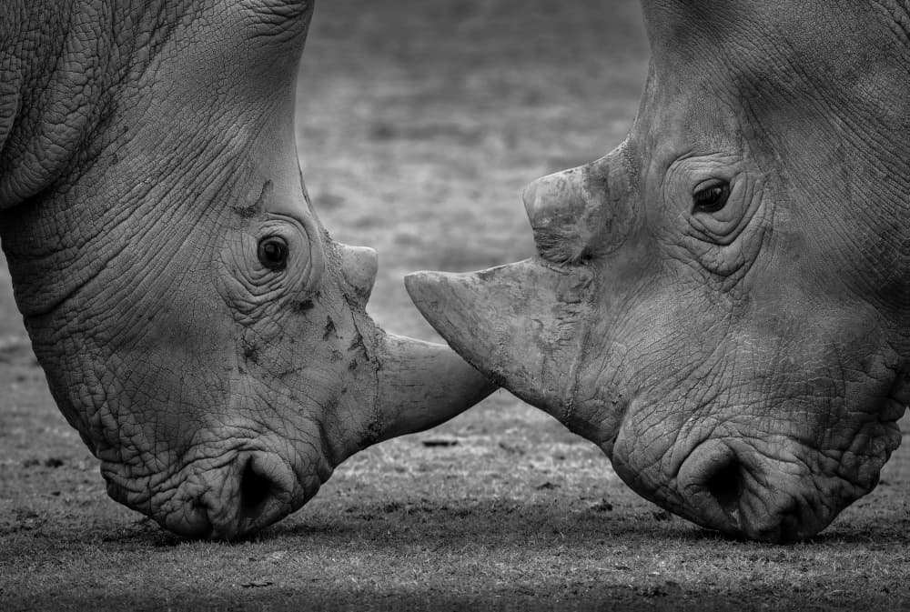 Rhino Horn Connection by Jesus Concepcion Alvarado — canvas wall art
